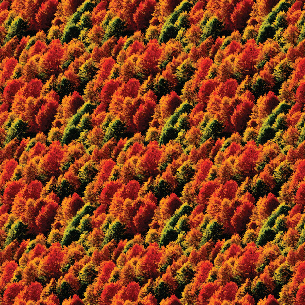 Tree Pattern Sheets P0070 | Autumn Trees Pattern Acrylic Sheets – Custom Made Better