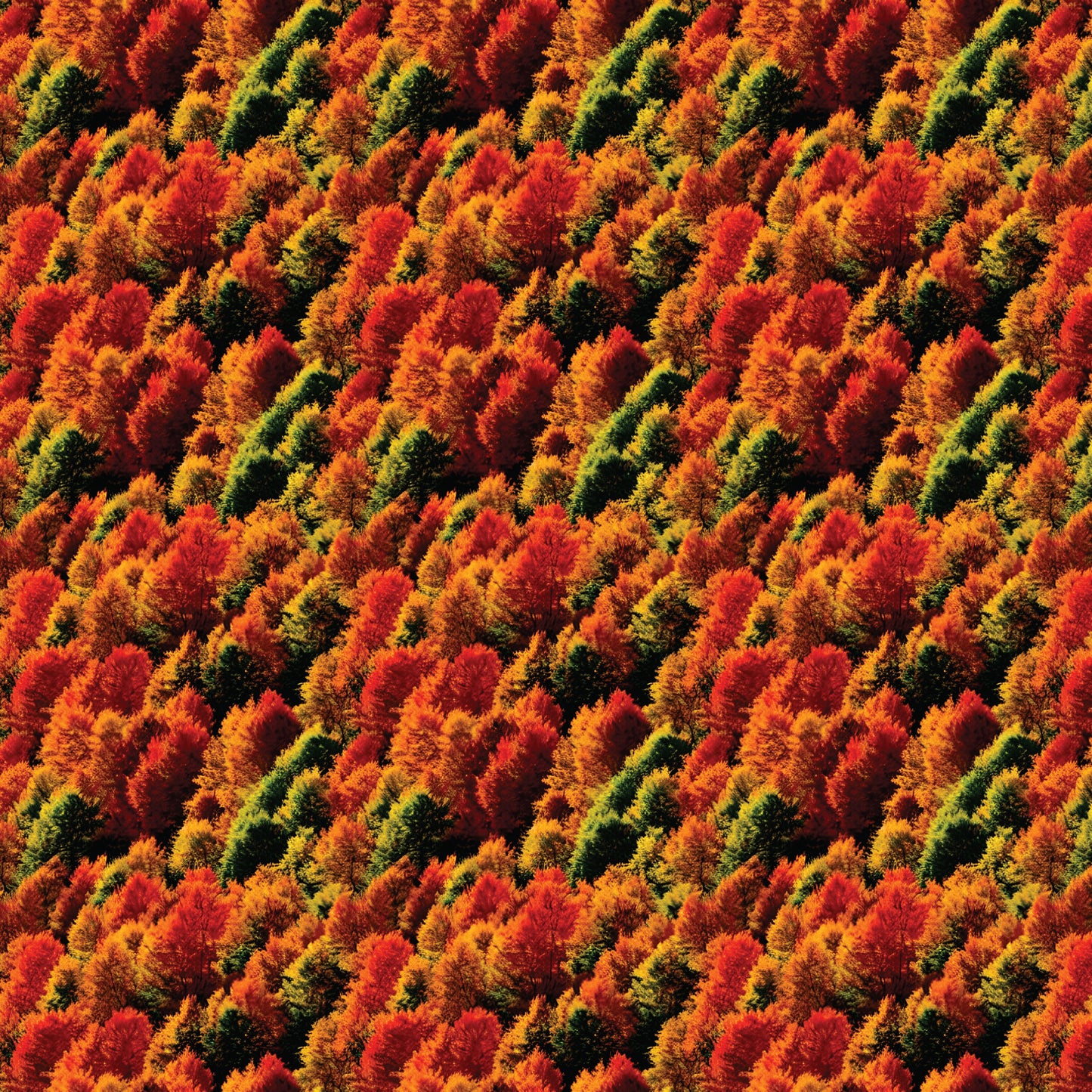 Autumn Trees Pattern Acrylic Sheets - CMB Pattern Acrylic