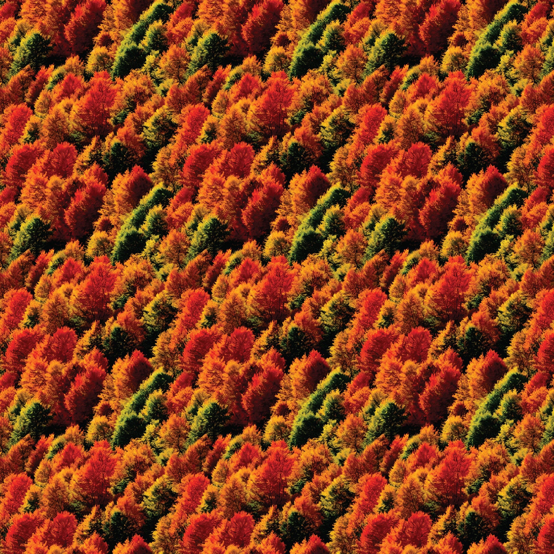 Autumn Trees Pattern Acrylic Sheets - CMB Pattern Acrylic