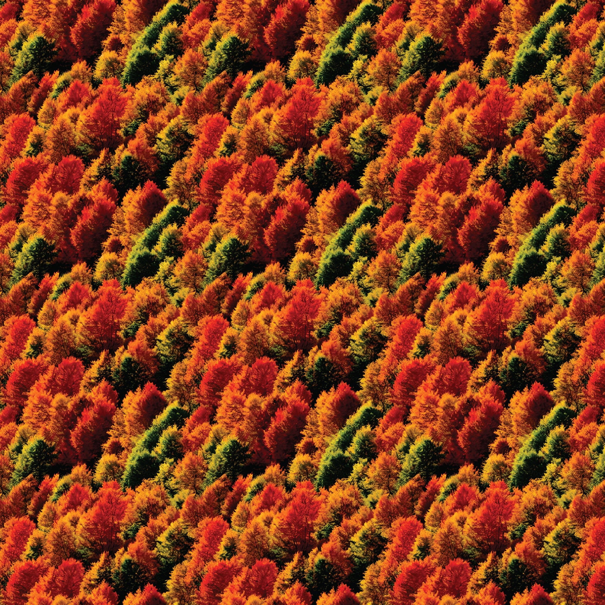 Autumn Trees Pattern Acrylic Sheets - CMB Pattern Acrylic
