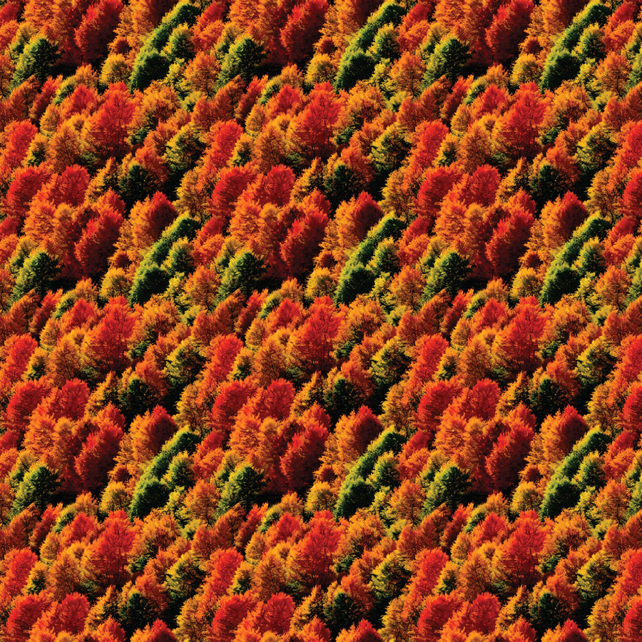 Autumn Trees Pattern Acrylic Sheets - CMB Pattern Acrylic
